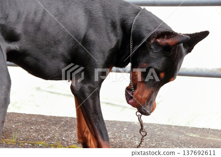 杜賓犬,杜賓犬 杜賓犬,杜賓犬 137692611