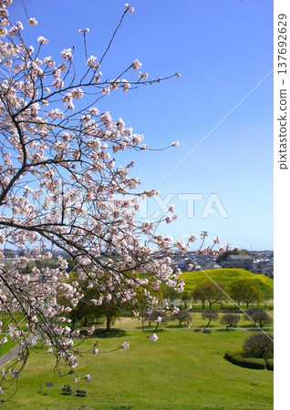 行田市的櫻花 行田市的櫻花 137692629