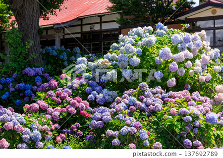 北海道協和町妙禪寺（又稱「北方繡球花寺」）的庭院內繡球花盛開 [八月] 137692789