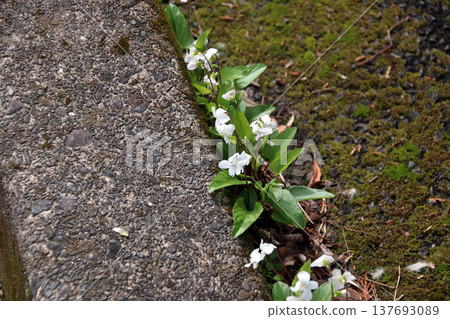 紫色 紫色 137693089