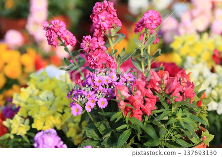 Group planting of cyclamen Potted cyclamen Christmas flowers Group planting of cyclamen Potted cyclamen Christmas flowers 137693130