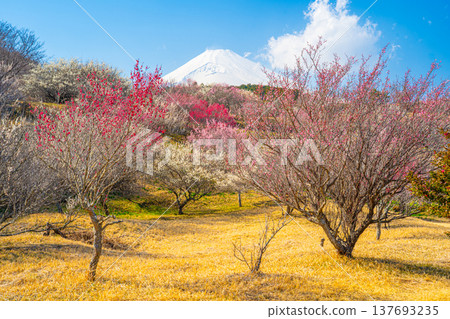 Mount Fuji and the plum grove, Susono City, Ume no Sato 137693235