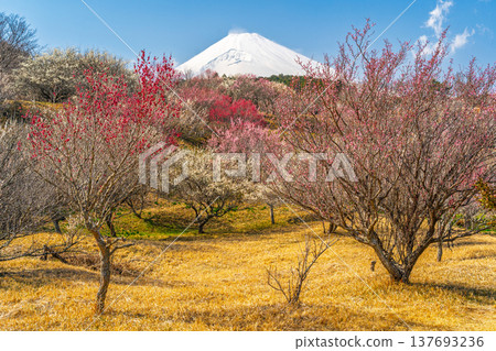 Mount Fuji and the plum grove, Susono City, Ume no Sato Mount Fuji and the plum grove, Susono City, Ume no Sato 137693236