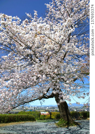行田市的櫻花 行田市的櫻花 137693374