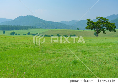 北海道上石幌町奈台高原牧場的廣闊草原景色。 北海道上石幌町奈台高原牧場的廣闊草原景色。 137693416