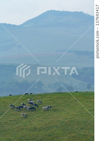 The vast grassland scenery of Naitai Plateau Ranch in Kamishihoro Town, Hokkaido. 137693417