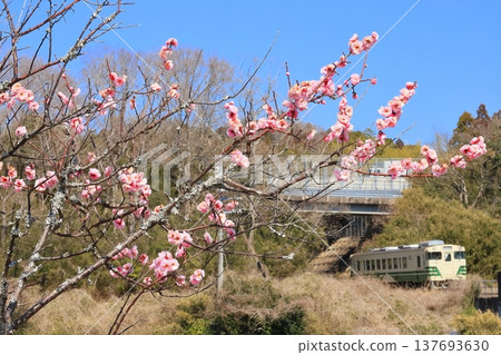 Kominato Railway: "With pink plum blossoms and a train in the background" 137693630