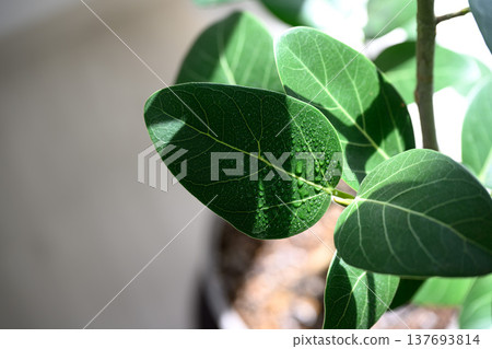 陽光下,植物葉片閃閃發光 陽光下,植物葉片閃閃發光 137693814