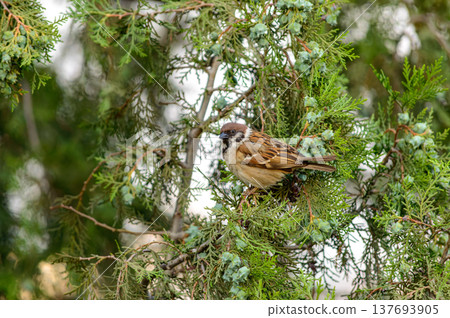 Sparrow perched in green conifer branches 137693905