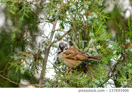 Sparrow perched in green conifer branches 137693906