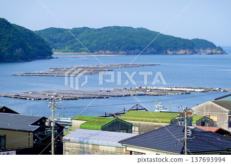 在三重縣鳥羽市伊勢志摩市峰浦溫泉的生浦灣,牡蠣養殖筏漂浮在海面上。 在三重縣鳥羽市伊勢志摩市峰浦溫泉的生浦灣,牡蠣養殖筏漂浮在海面上。 137693994