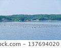 A view of pearl cultivation rafts floating on the calm waters of Ago Bay, Ise-Shima, Mie Prefecture. 137694020