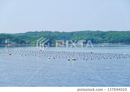 A view of pearl cultivation rafts floating on the calm waters of Ago Bay, Ise-Shima, Mie Prefecture. A view of pearl cultivation rafts floating on the calm waters of Ago Bay, Ise-Shima, Mie Prefecture. 137694020