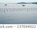 A view of pearl cultivation rafts floating on the calm waters of Ago Bay, Ise-Shima, Mie Prefecture. 137694022