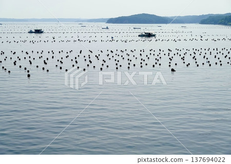 珍珠養殖筏漂浮在三重縣伊勢志摩市阿古灣平靜的水面上。 珍珠養殖筏漂浮在三重縣伊勢志摩市阿古灣平靜的水面上。 137694022