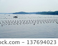 A view of pearl cultivation rafts floating on the calm waters of Ago Bay, Ise-Shima, Mie Prefecture. 137694023