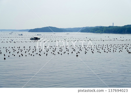A view of pearl cultivation rafts floating on the calm waters of Ago Bay, Ise-Shima, Mie Prefecture. A view of pearl cultivation rafts floating on the calm waters of Ago Bay, Ise-Shima, Mie Prefecture. 137694023