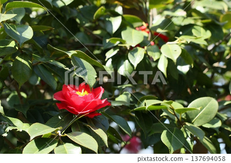 Red camellia flowers, a spring scene Red camellia flowers, a spring scene 137694058