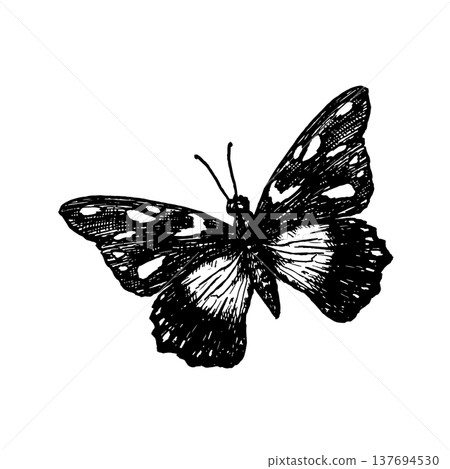 A butterfly in flight. Black ink illustration in an engraving style. Vector element for spring and summer design and decoration. A butterfly in flight. Black ink illustration in an engraving style. Vector element for spring and summer design and decoration. 137694530