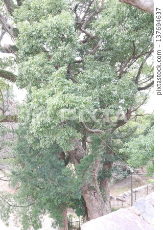 2024年,福岡,福岡市,風景,中央區,城內,福岡城,福岡城遺址,第77部分 2024年,福岡,福岡市,風景,中央區,城內,福岡城,福岡城遺址,第77部分 137694637