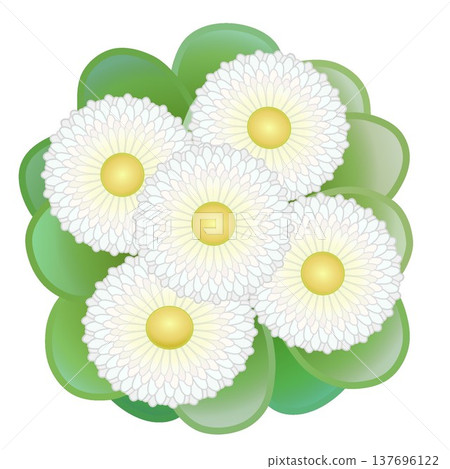 Daisy illustration Daisy illustration 137696122