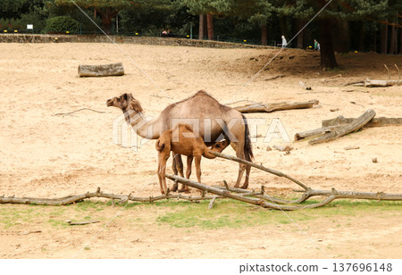 Baby camel nursing from its mother in a desert enclosure. Close-up of a dromedary calf drinking milk from mother camel on a sandy ground. Wildlife and animal care concept 137696148