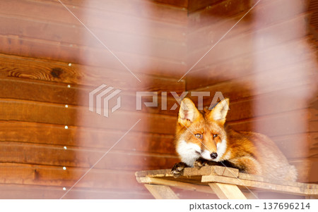 Red fox lying on a wooden platform in an enclosure. Close-up of a beautiful wild fox, Vulpes vulpes, looking away against a background of wooden walls. Wildlife and animal shelter concept 137696214