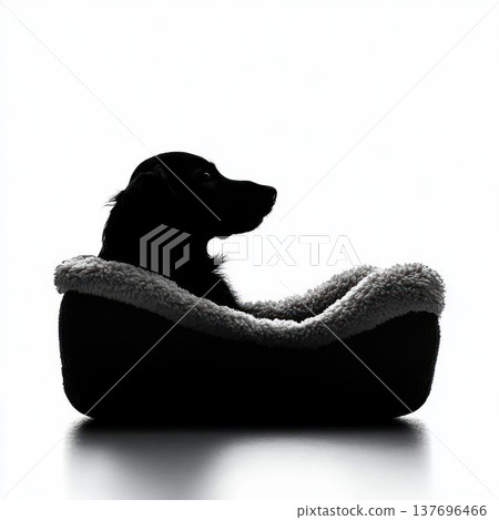 Black Puppy in a Cozy Slipper on White Background 137696466