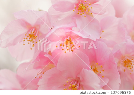 Kawazu cherry blossoms in full bloom 137696576