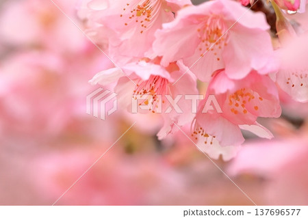 Kawazu cherry blossoms in full bloom 137696577