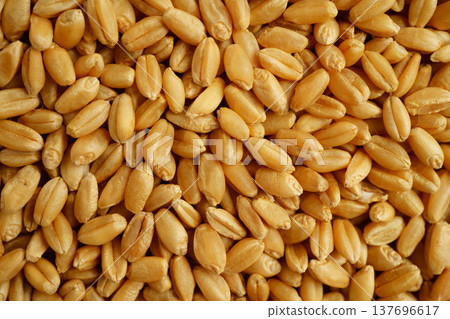 Wheat and grains ears agricultural, organic farm concept. Wheat and grains ears agricultural, organic farm concept. 137696617