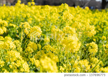 強姦開花 強姦開花 137696773