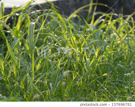 晨露閃耀的田野風景 137696781