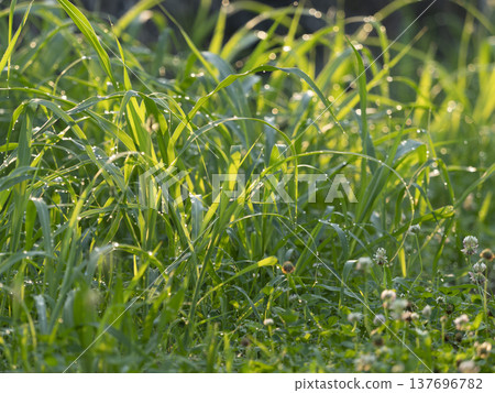 晨露閃耀的田野風景 晨露閃耀的田野風景 137696782