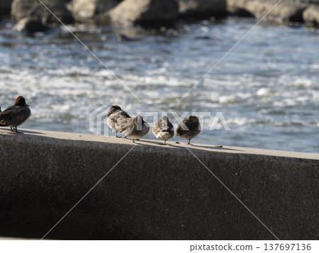 A flock of ducks resting on the weir of the Yamato River 137697136