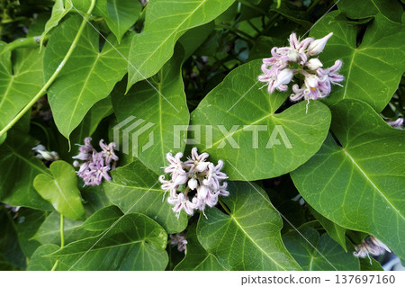 Pale purple milkweed flowers bloom by the roadside in autumn, September. 137697160