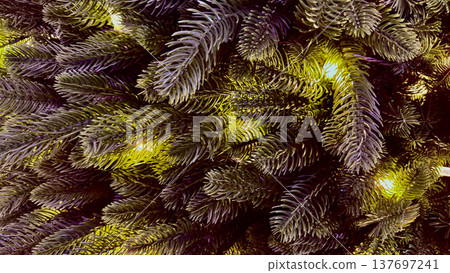 glowing purple fir branches with yellow christmas lights close-up for holiday web design glowing purple fir branches with yellow christmas lights close-up for holiday web design 137697241