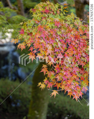 Autumn leaves of Nara Park Autumn leaves of Nara Park 137697286