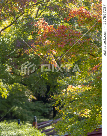 Autumn leaves of Nara Park Autumn leaves of Nara Park 137697287