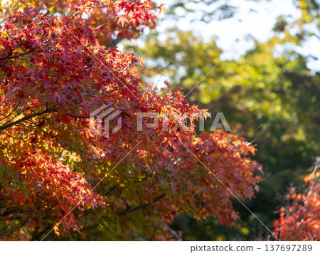 Autumn leaves of Nara Park Autumn leaves of Nara Park 137697289