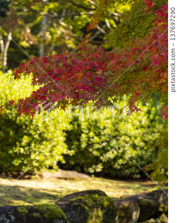 Autumn leaves of Nara Park 137697290