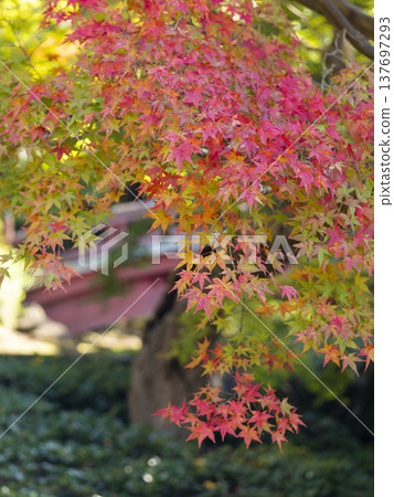 Autumn leaves of Nara Park Autumn leaves of Nara Park 137697293