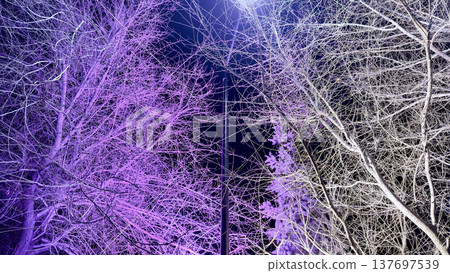 winter trees illuminated by purple and blue streetlight at night creating abstract urban nature background for web design, print media, branding, poster, and modern visual concept winter trees illuminated by purple and blue streetlight at night creating abstract urban nature background for web design, print media, branding, poster, and modern visual concept 137697539