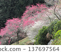 2011年的吉野梅村 2011年的吉野梅村 137697564