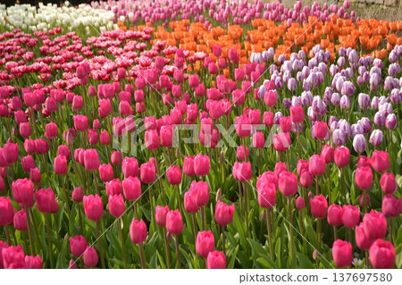 Ice tulip field Ice tulip field 137697580