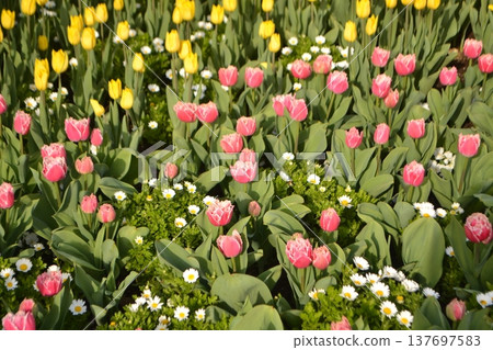 Ice tulip field Ice tulip field 137697583