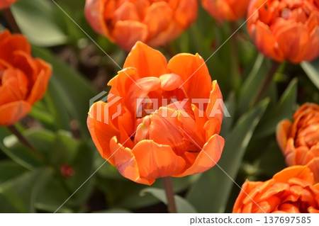 Ice tulip field Ice tulip field 137697585