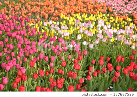 Ice tulip field Ice tulip field 137697589