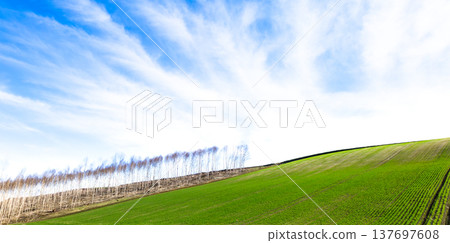 A simple landscape of wheat fields and birch forests seen on the hills of Biei, Hokkaido in spring. 137697608