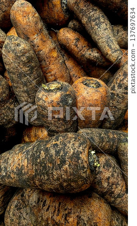 Fresh Carrots Close-Up Fresh Carrots Close-Up 137697634